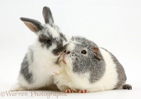 Baby bunny and Guinea pig kissing
