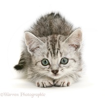 Silver tabby Bengal-cross kitten about to pounce