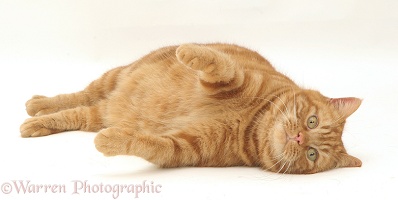 Ginger cat lying on side
