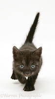 Black Smoke Spotted British Shorthair kitten walking