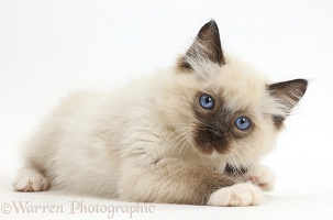 Ragdoll kitten, 10 weeks old