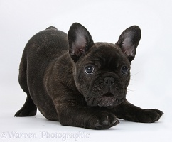Dark brindle French Bulldog pup