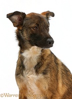 Collie x Shepherd dog, 1 year old