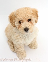 Cute playful Poochon puppy, 6 weeks old