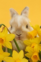 Baby bunny among daffodils on yellow background