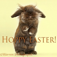 Hoppy Easter bunny