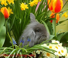 Young rabbit among Spring flowers