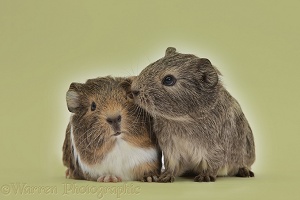 Two young Guinea pigs on khaki background