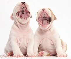 Two bulldog pups, yawning wide