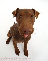 Patterdale Terrier dog puppy