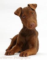 Patterdale Terrier dog puppy