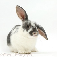 Blue-and-white Lionhead x Lop bunny