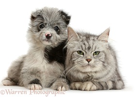 ChiPoo puppy and Persian-cross cat