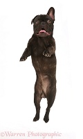 French Bulldog leaping up