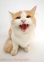 Ginger-and-white Siberian cat snarling