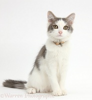 Grey-and-white cat