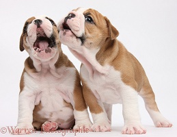 Two cute bulldog pups singing
