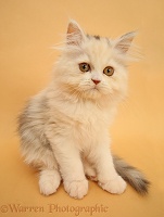 Persian kitten sitting on orange background