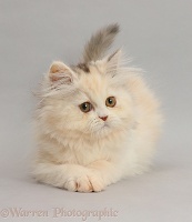 Persian kitten on grey background