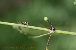 Asparagus Beetles with eggs