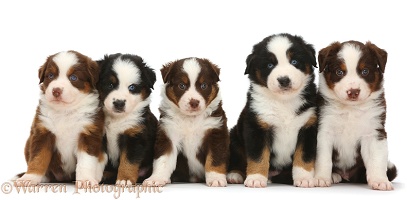 Five Mini American Shepherd puppies