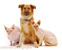 Dog with Sphynx cat and Devon Rex cat
