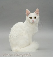 White cat sitting on grey background