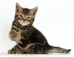 Tabby kitten, 7 weeks old, with raised paw