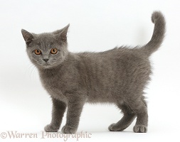 Blue British Shorthair kitten standing
