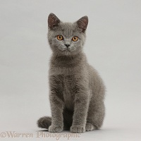 Blue British Shorthair kitten sitting on grey background