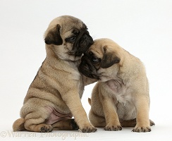 Two Pug puppies nuzzling
