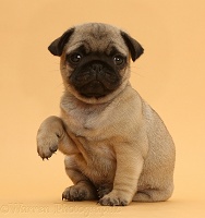 Pug puppy with raised paw on beige background