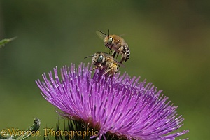 Little flower Bee male jumping female