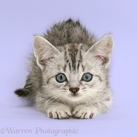 Silver tabby Bengal-cross kitten about to pounce