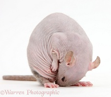 Sphynx Rat grooming in a rude rat-arsed way