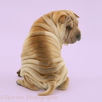 Shar-pei pup - Do you think my bum looks big in this