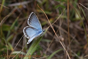 Chalkhill Blue butterfly male