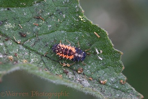 Harlequin Ladybird larva