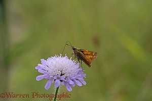 Large Skipper Butterfly attacked by parasitic mites