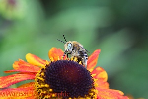 Little Flower Bee