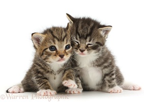 Cute baby tabby kittens