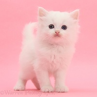 White kitten standing on pink background