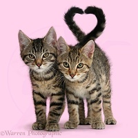 Smitten kittens - tabby kittens tails forming a heart on pink