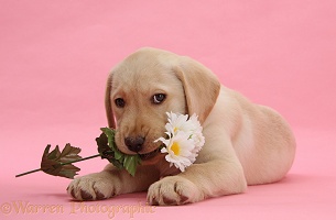 Yellow Labrador Retriever pup with white daisies