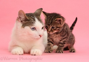 Adorable mother cat and tabby kitten on pink background