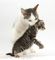 Mother cat carrying her kitten