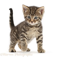 Cute tabby kitten standing with paw off the ground