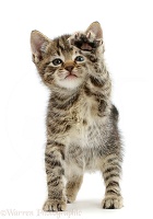 Small tabby kitten with raised paw