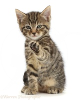 Tabby kitten sitting with raised paw