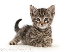 Small tabby kitten lying with bunched paw